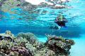   Snorkeling coral gardens Wheeler Reef. Nikon D90 Tokina 1017mm shot 10mm ISI 200 F6.3 1125 Reef 10-17mm 10 17mm F63 F6 1/125 125  